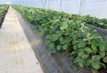 Truskawki w tunelach- ochrona przed chorobami i szkodnikami