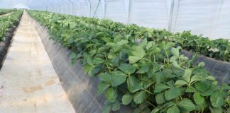 Truskawki w tunelach- ochrona przed chorobami i szkodnikami