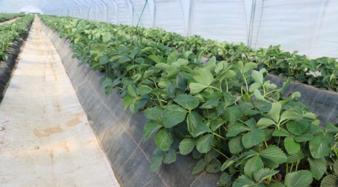 Truskawki w tunelach- ochrona przed chorobami i szkodnikami