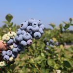 Ochrona borówki – klucz do wysokich zysków?