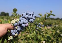 Wpływ koronawirusa na nadchodzący sezon borówkowy – Milbor PMC