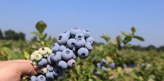 Wpływ koronawirusa na nadchodzący sezon borówkowy – Milbor PMC