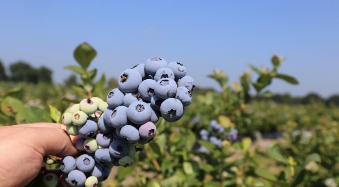 Wpływ koronawirusa na nadchodzący sezon borówkowy – Milbor PMC