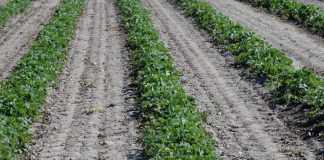 Ciepło, ciepło, coraz zimniej (12.04.2022 r., monitoring plantacji)