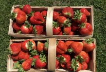 Technologia wydłużająca trwałość truskawek w sprzedaży