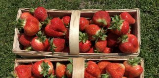 Technologia wydłużająca trwałość truskawek w sprzedaży