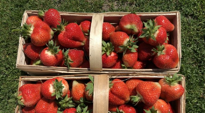 Technologia wydłużająca trwałość truskawek w sprzedaży