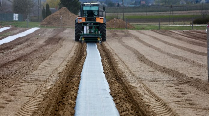 Borówkowe Factory 2020 – formowanie zagonów do sadzenia borówki