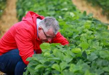 O czym musimy pamiętać po zdjęciu agrowłókniny? FILM