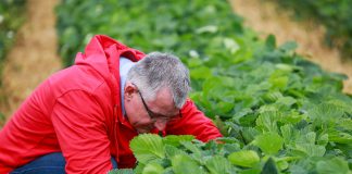O czym musimy pamiętać po zdjęciu agrowłókniny? FILM