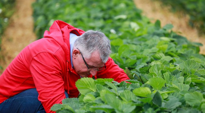 O czym musimy pamiętać po zdjęciu agrowłókniny? FILM