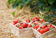 Konsumpcja truskawek w maju była na drugim miejscu