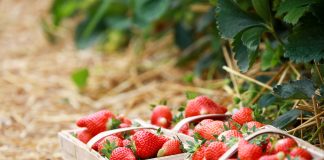 Konsumpcja truskawek w maju była na drugim miejscu