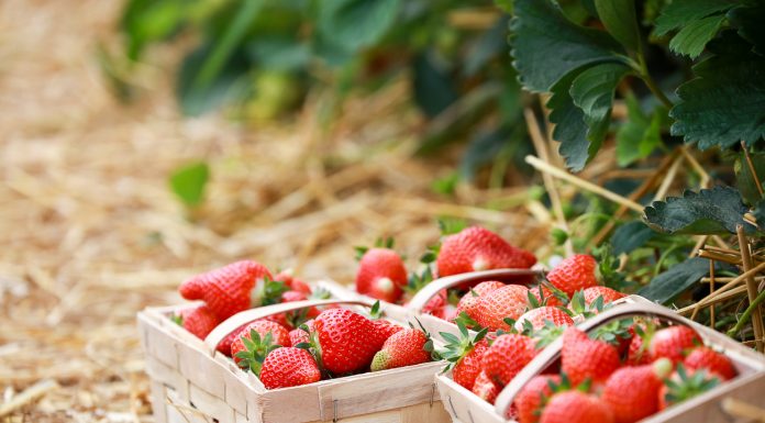 Konsumpcja truskawek w maju była na drugim miejscu