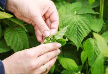 Maliny – czas kwitnienia. Na co zwrócić uwagę