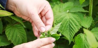 Maliny – czas kwitnienia. Na co zwrócić uwagę