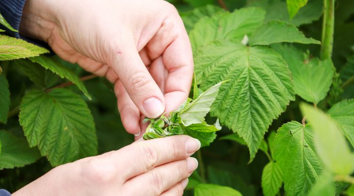 Maliny – czas kwitnienia. Na co zwrócić uwagę