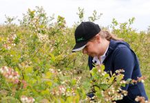 Borówki w czasie kwitnienia