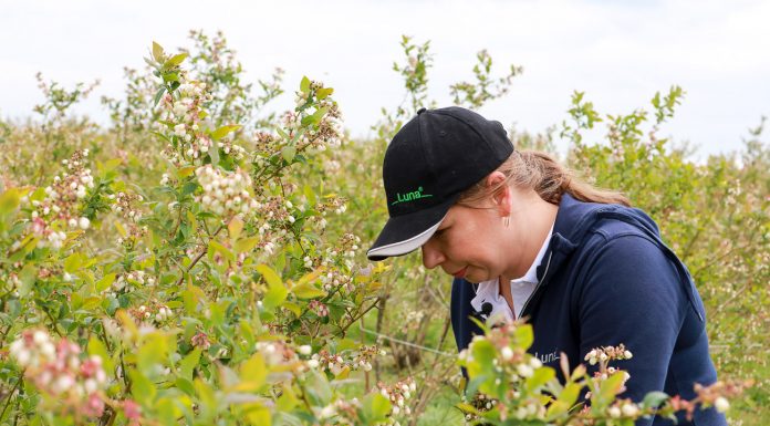 Borówki w czasie kwitnienia