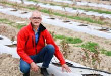 Zagony pod borówkę z agrotkaniną