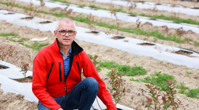 Zagony pod borówkę z agrotkaniną