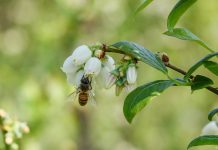 Trwa agonia hurtowego rynku miodu w Polsce