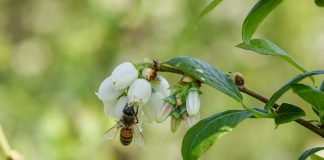 Trwa agonia hurtowego rynku miodu w Polsce