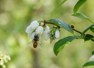Trwa agonia hurtowego rynku miodu w Polsce