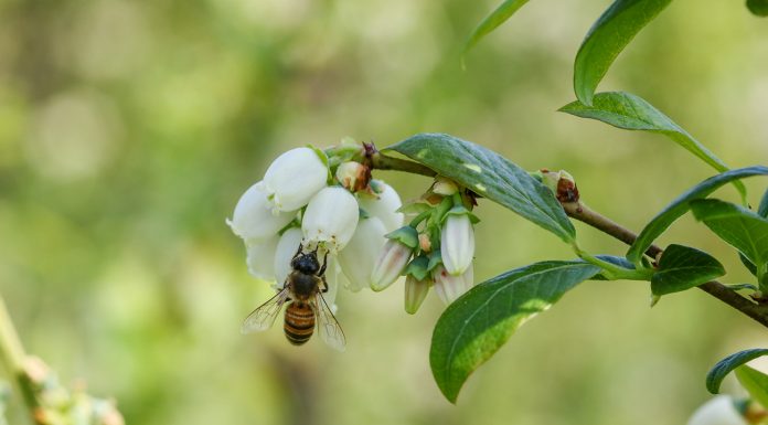 Trwa agonia hurtowego rynku miodu w Polsce