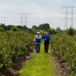 Opuchlaki i pędraki – najwięksi producenci podzielili się swoimi doświadczeniami