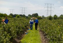 Opuchlaki i pędraki – najwięksi producenci podzielili się swoimi doświadczeniami