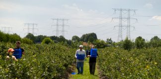 Opuchlaki i pędraki – najwięksi producenci podzielili się swoimi doświadczeniami