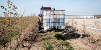 Borówkowe Factory 2020 – poprawa żyzności gleby na rosnącej plantacji