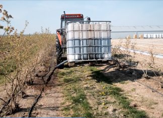 Borówkowe Factory 2020 – poprawa żyzności gleby na rosnącej plantacji