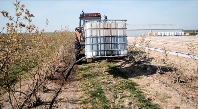 Borówkowe Factory 2020 – poprawa żyzności gleby na rosnącej plantacji