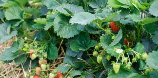 Uprawy pod osłonami. W ziemi czy w substracie?