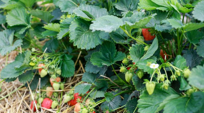 Cory, Romina i Malling Centenary jak plonują w projekcie
