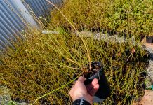 Sadzimy borówki. Jakość sadzonek i odmiany. FILM