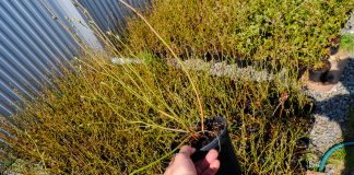 Sadzimy borówki. Jakość sadzonek i odmiany. FILM