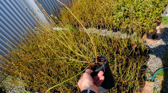 Sadzimy borówki. Jakość sadzonek i odmiany. FILM
