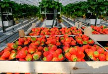 Truskawki ze szklarni. Sezon można wydłużyć do 8 miesięcy