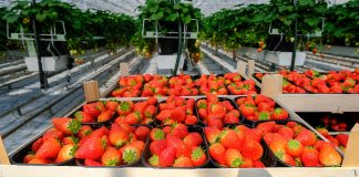 Truskawki ze szklarni. Sezon można wydłużyć do 8 miesięcy