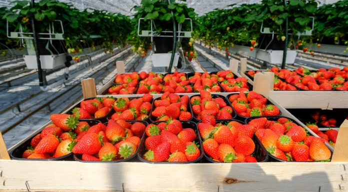 Truskawki ze szklarni. Sezon można wydłużyć do 8 miesięcy