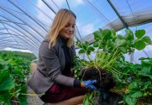 Truskawki w Tunelach 2020 – uprawa w węglu organicznym