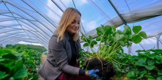 Truskawki w Tunelach 2020 – uprawa w węglu organicznym