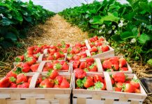 Truskawki w tunelach – najwcześniejsze odmiany. FILM