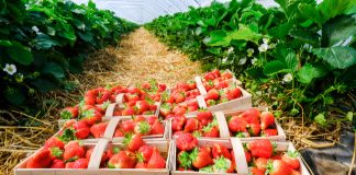 Truskawki w tunelach – najwcześniejsze odmiany. FILM