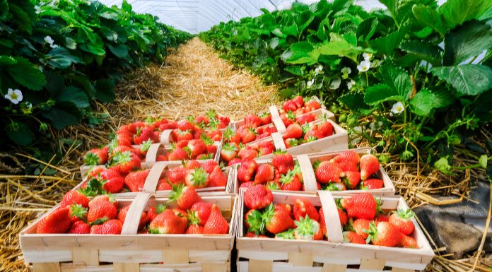 Truskawki w tunelach – najwcześniejsze odmiany. FILM