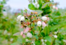 Chrońmy pszczoły – to od nich zależy nasza produkcja