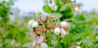 Chrońmy pszczoły – to od nich zależy nasza produkcja